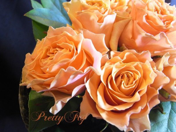 画像5: 【一種の花で束ねるシンプルブーケ】OnlyOrangeRose〜バラ オレンジの花束
