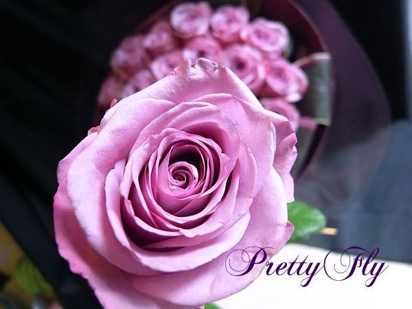 紫のバラ花束 プレゼント 全国発送可 長寿 尊敬の花言葉を持つバラギフト