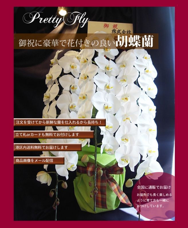胡蝶蘭などお祝いの花・フラワーギフト通販専門店｜浜松町プリティフライ