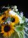 画像2: ブーケタイプ花束－ヒマワリの花束70 (2)