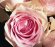 画像4: 【一種の花で束ねるシンプルブーケ】OnlyPinkRose〜ピンクのバラ花束 (4)