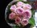 画像1: 【一種の花で束ねるシンプルブーケ】OnlyPinkRose〜ピンクのバラ花束 (1)