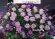 画像5: 紫のバラスタンド花－バラ30本スタンド花〜パープルローズ (5)