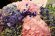 画像3: 紫陽花のアレンジメント　楽屋花（握手会のアレンジメント） (3)